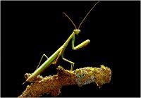 408 - MANTIS - SCHRITTWIESER JOHANN - austria